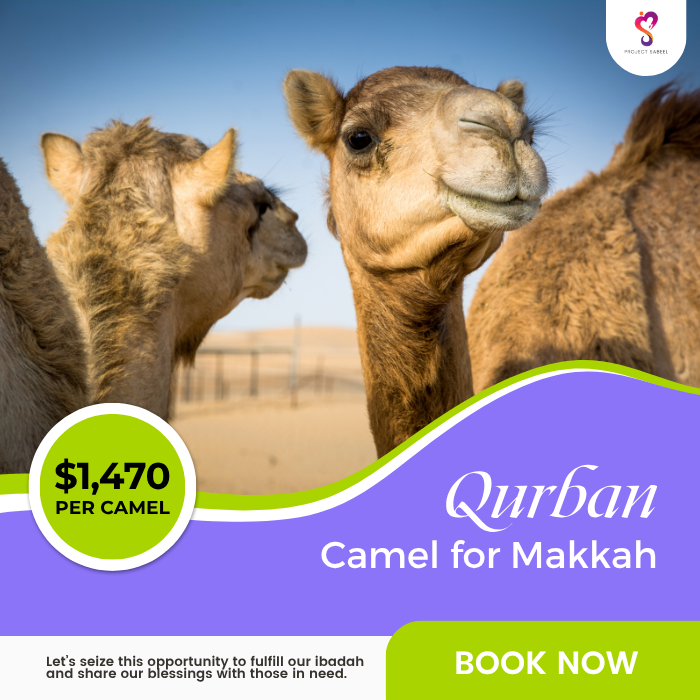 Qurban Camel 2026